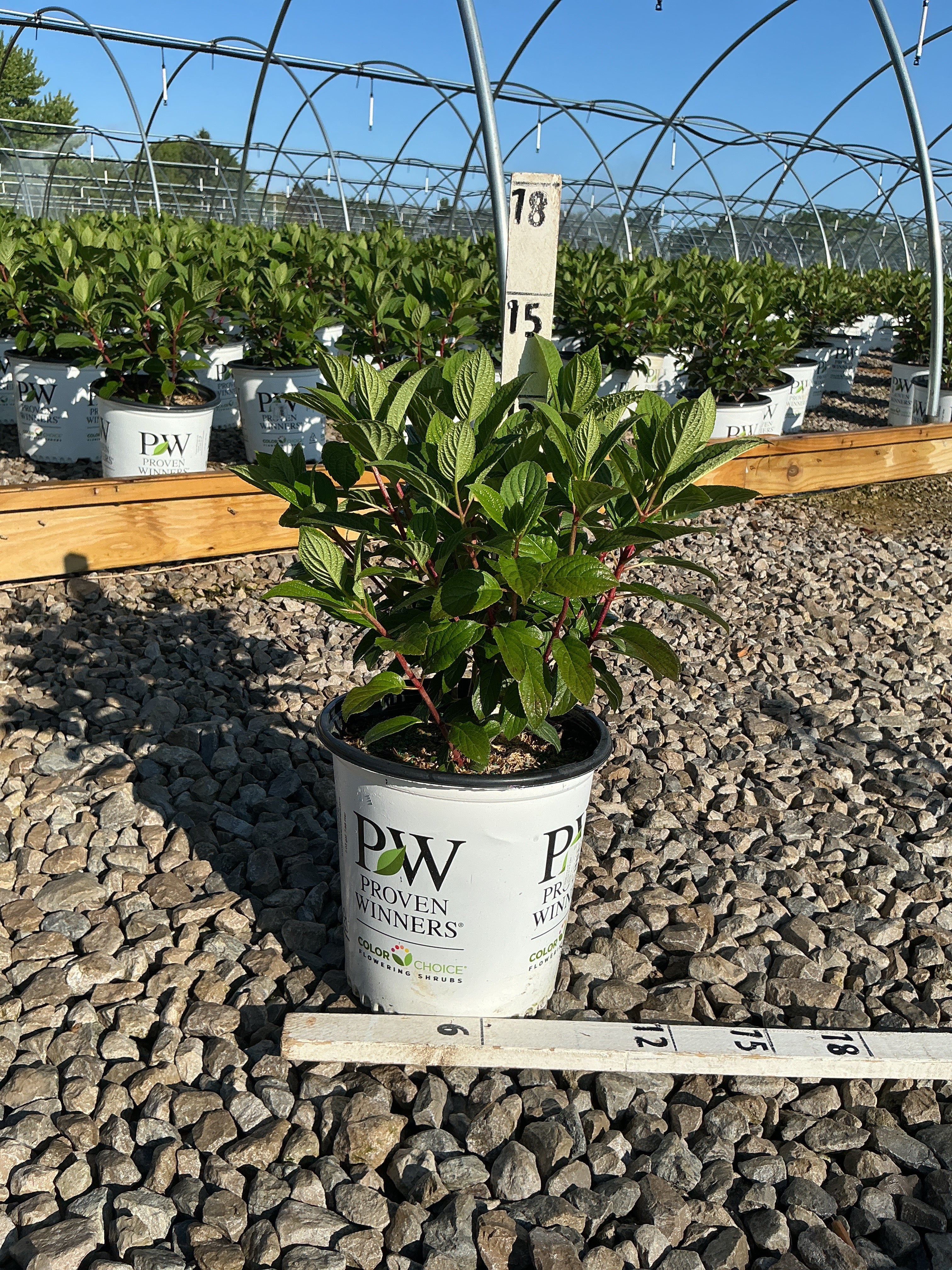 Hydrangea pan ‘Little Quick Fire'