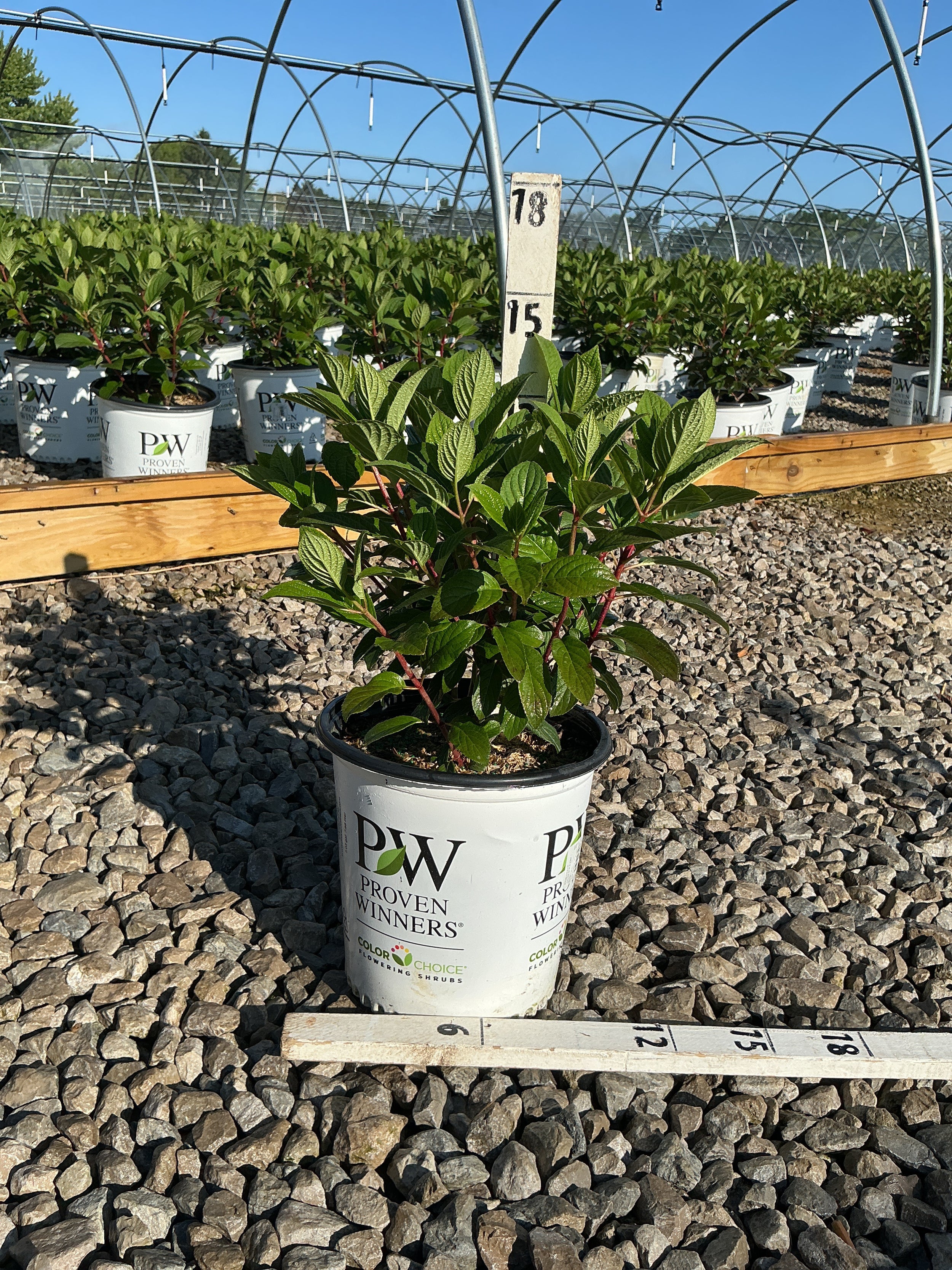 Hydrangea pan ‘Little Quick Fire'