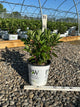 Hydrangea pan ‘Little Quick Fire'