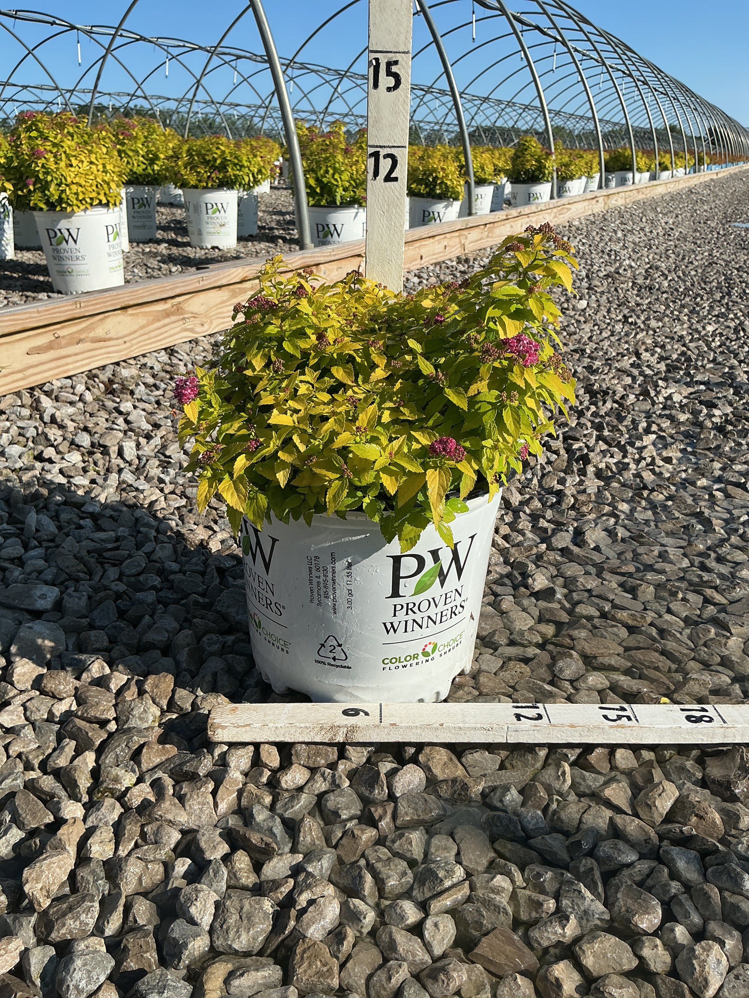 Spiraea japonica 'Yan'