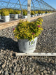 Spiraea japonica 'Yan'
