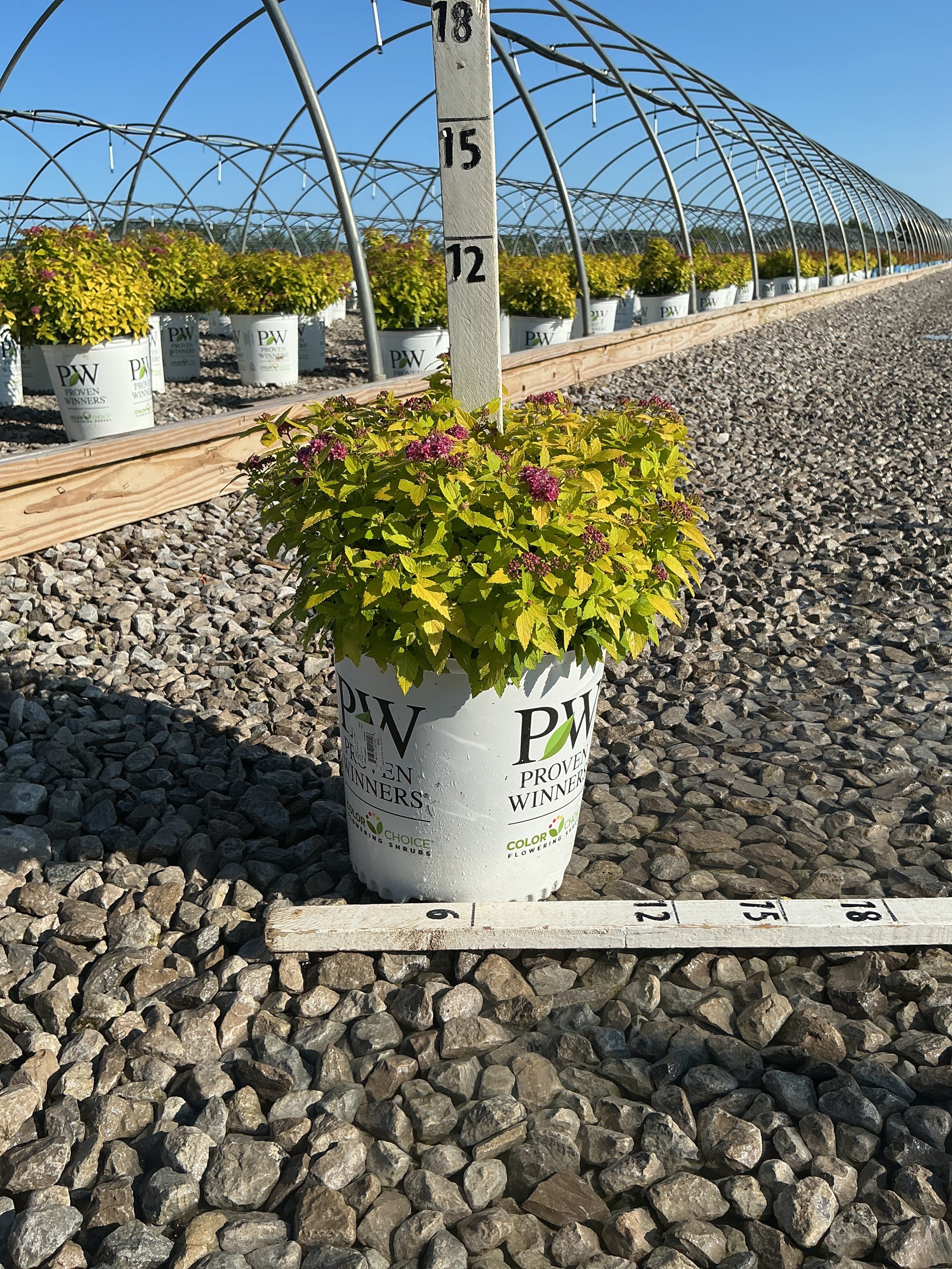 Spiraea japonica 'Yan'