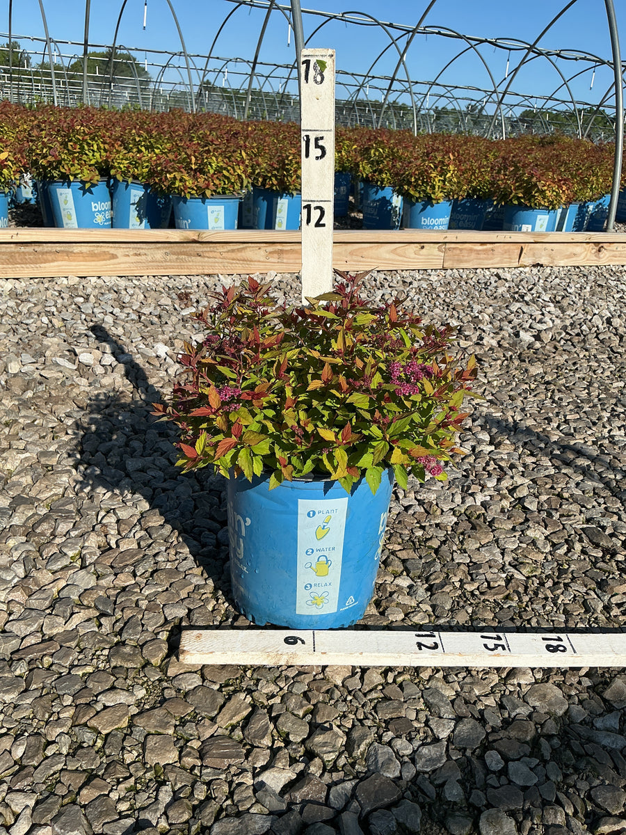 Spiraea JAP 'Rainbow Fizz' — G2 BE