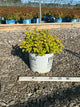 Spiraea BET 'Glow Girl'