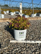 Spiraea JAP 'Dbl Play Dolly'