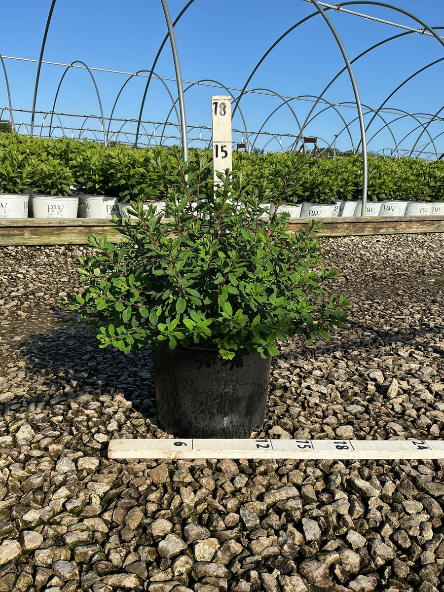 Spiraea nipponica 'Snowmound' — G3 15