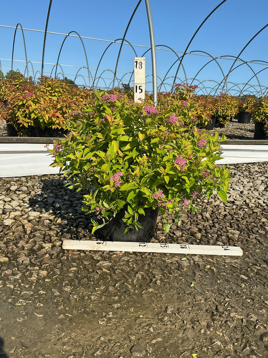 Spiraea japonica 'Goldmound' — G3 15