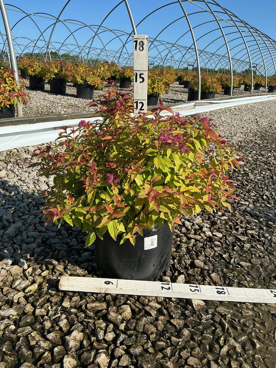 Spiraea japonica 'Magic Carpet' — G3