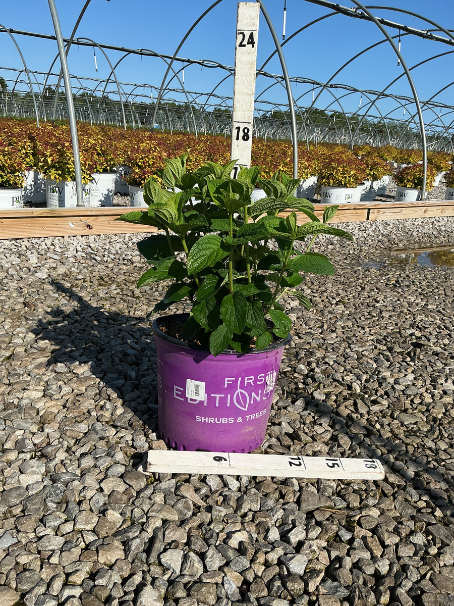 Hydrangea 'P Little Hottie' — G3 FE