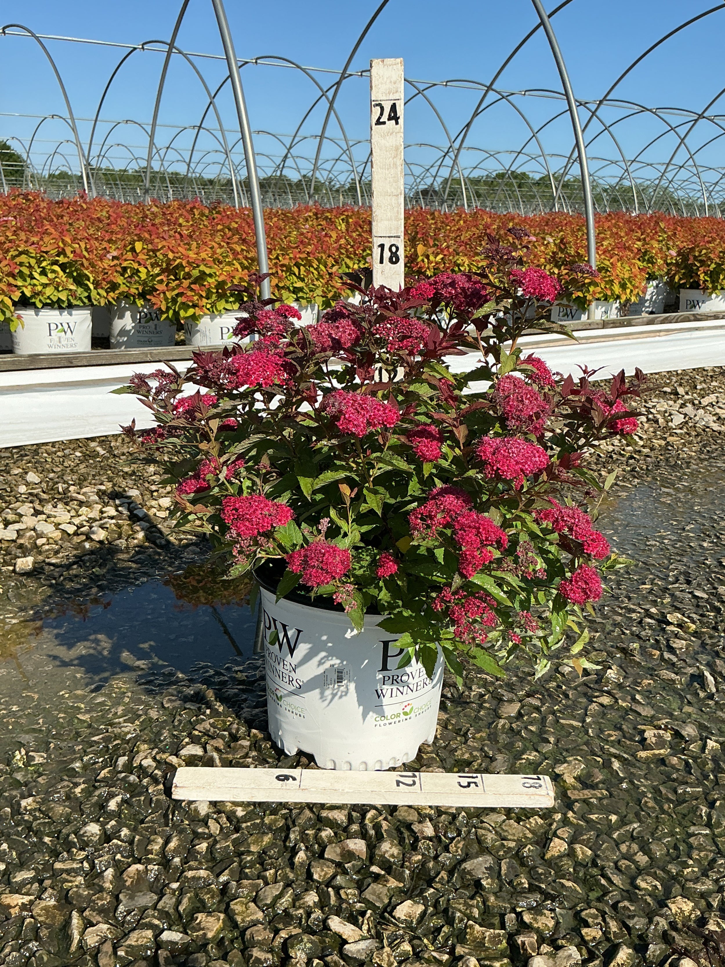 Spiraea JAP 'Dbl Play Doozie'