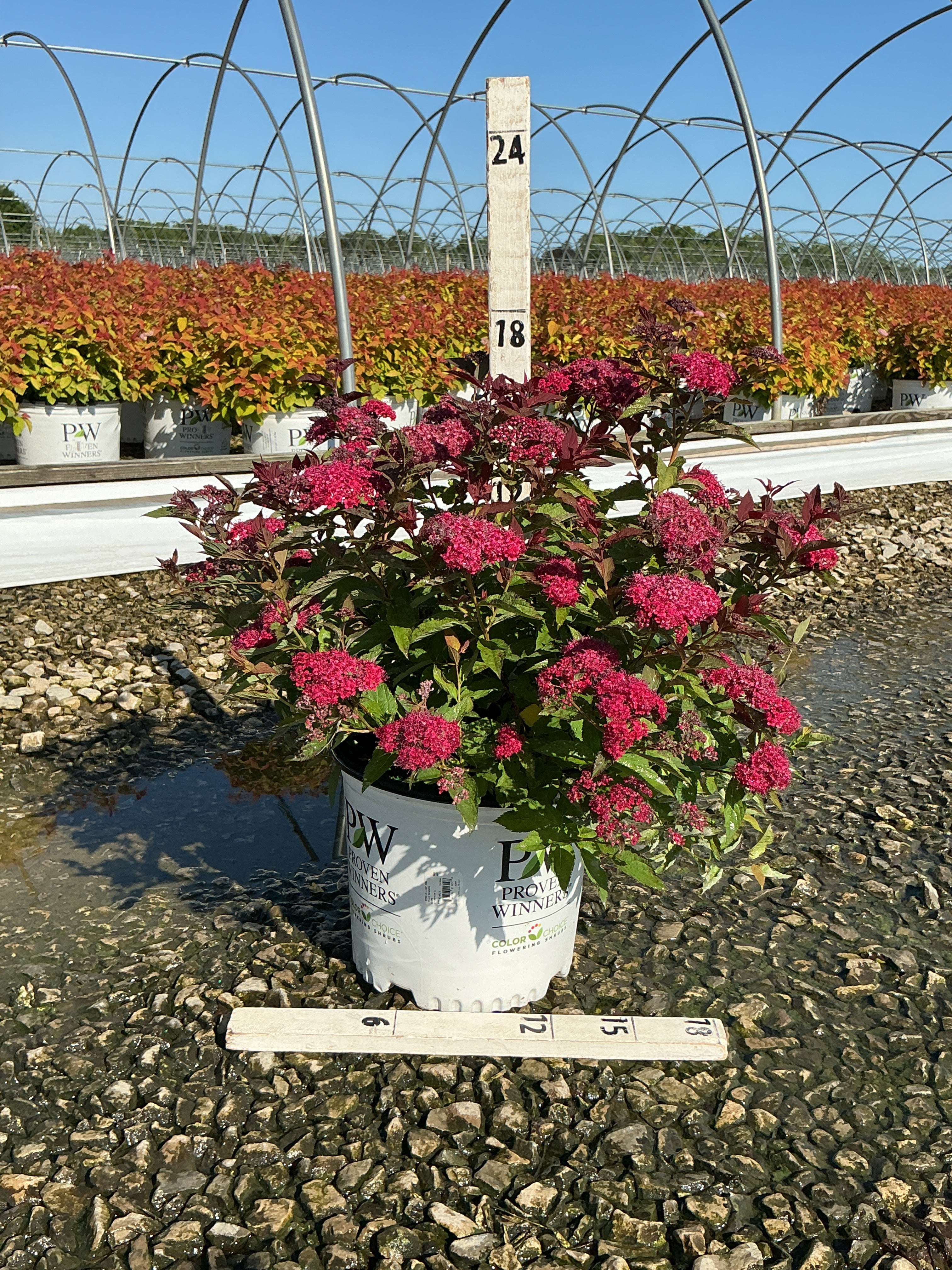 Spiraea JAP 'Dbl Play Doozie'