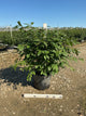 Euonymus alatus 'Compactus'