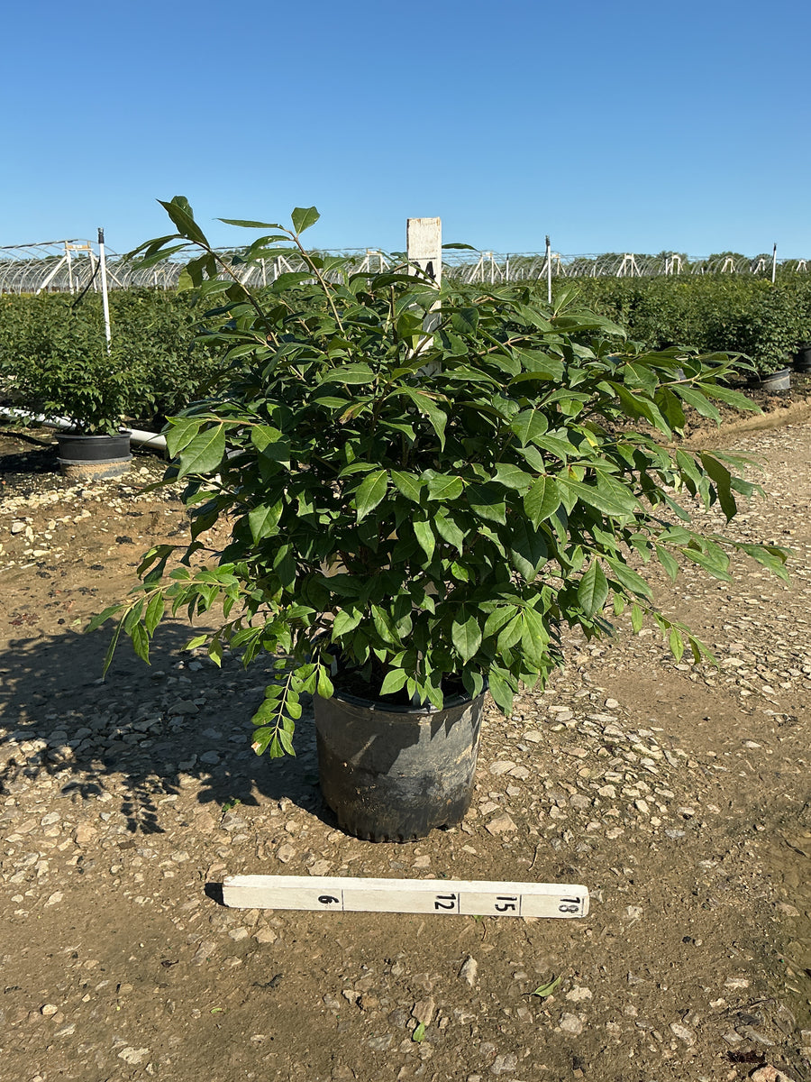 Euonymus alatus 'Compactus' — G3 15