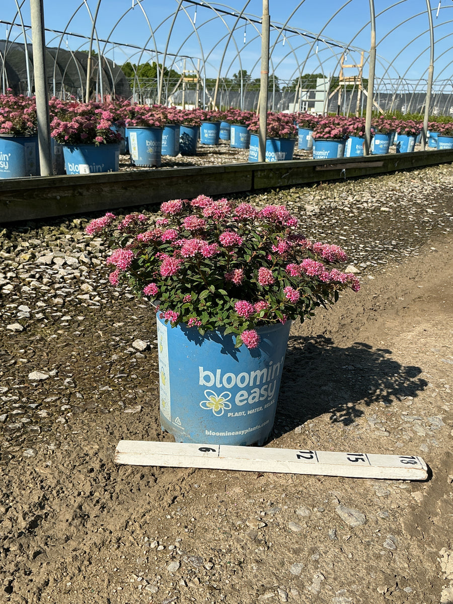 Spiraea poprocks 'Petite' — G2 BE