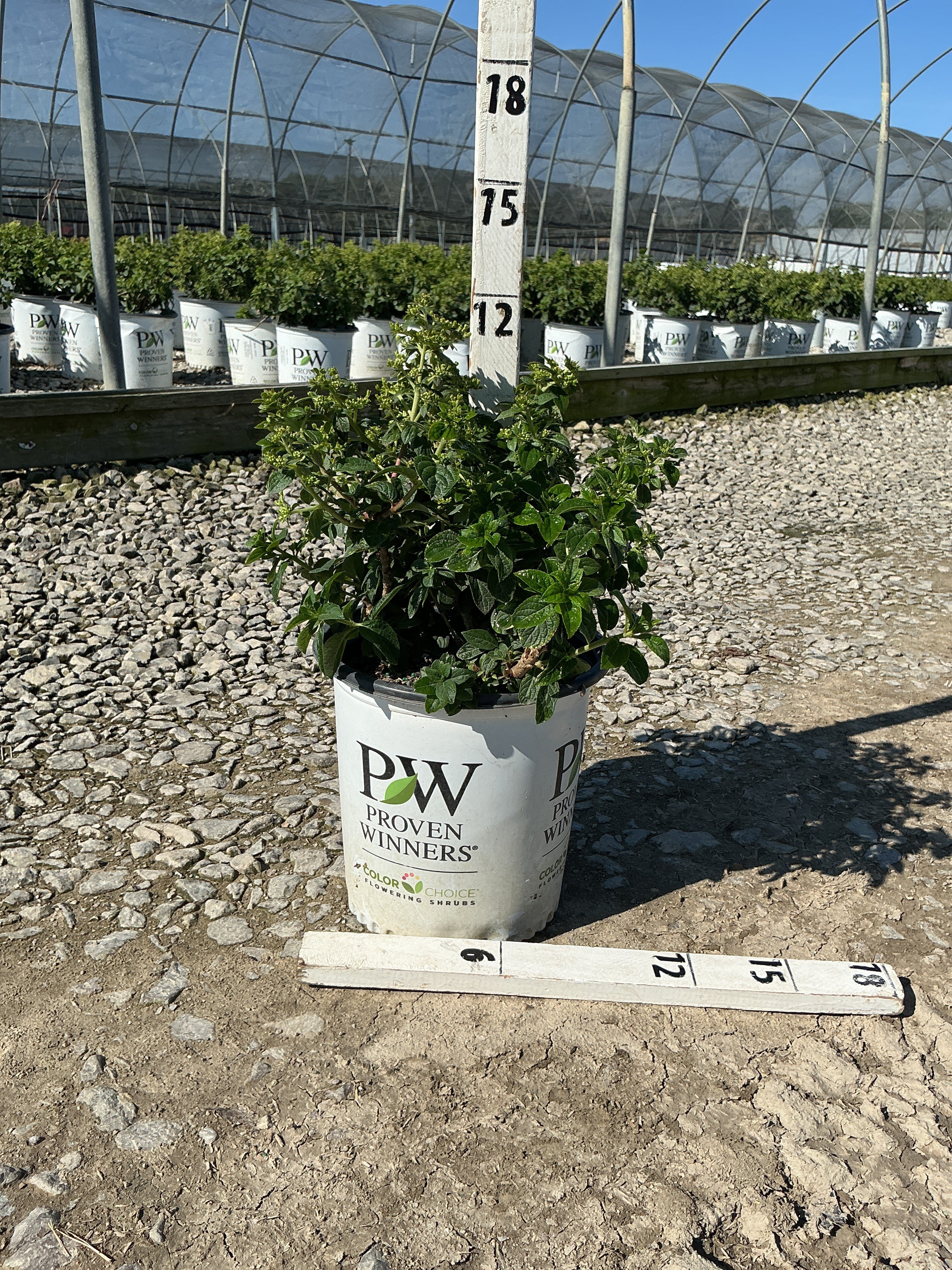 Hydrangea 'P Tiny Quick Fire'