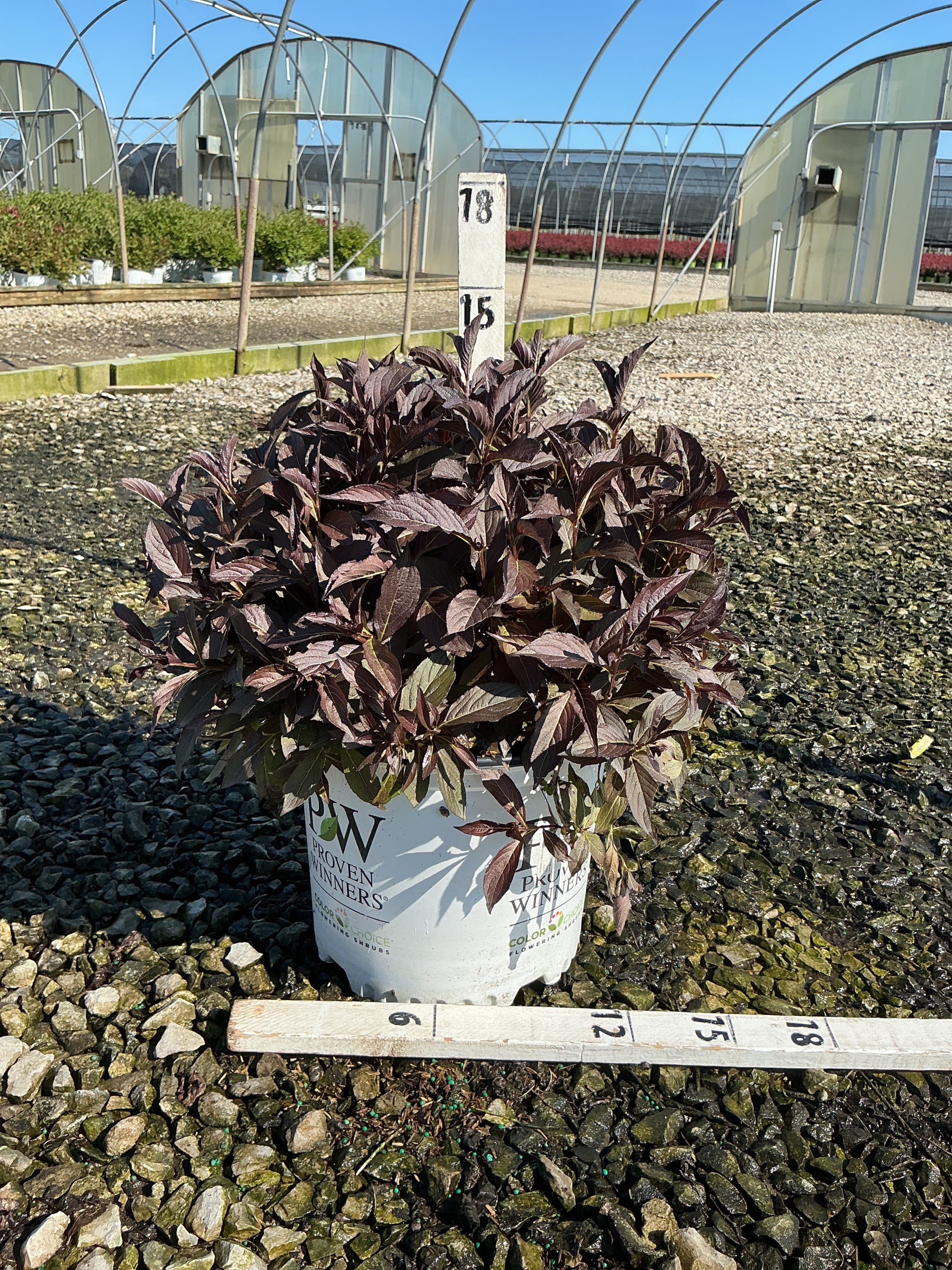 Weigela spilled 'Bokraspiwi'