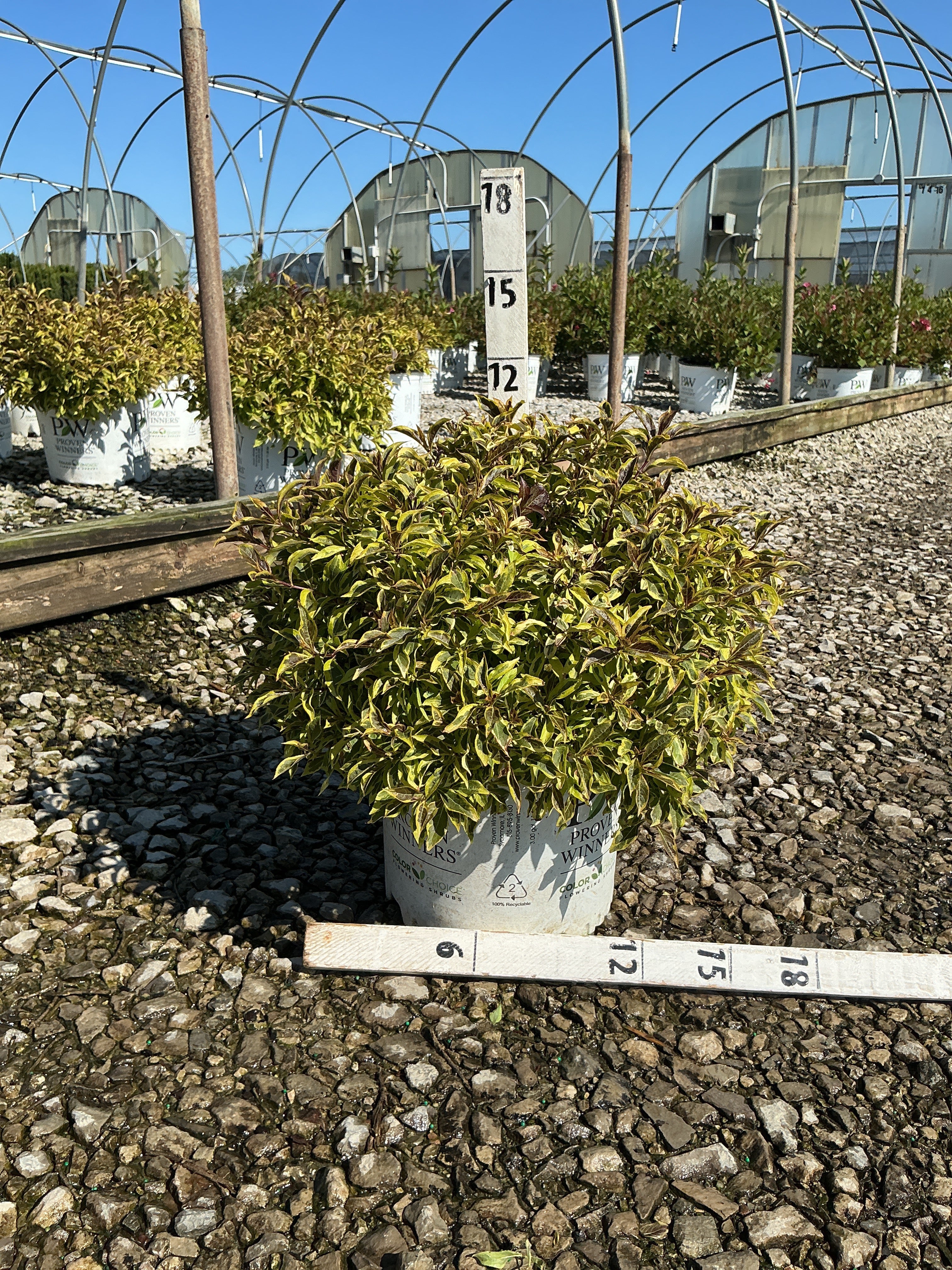 Weigela bubbly 'Wine'