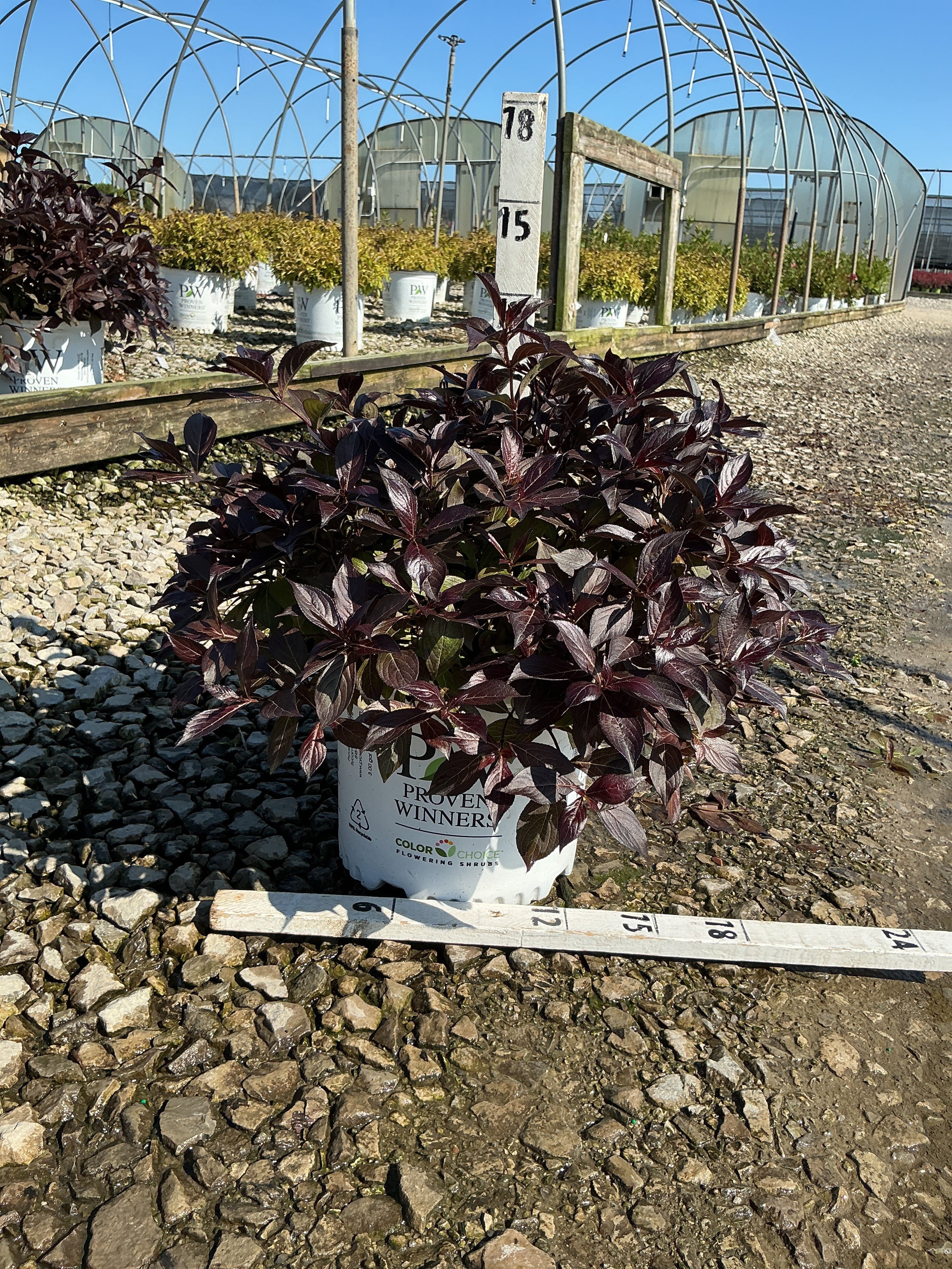 Weigela florida 'Elvera'
