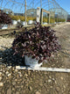 Weigela florida 'Elvera'