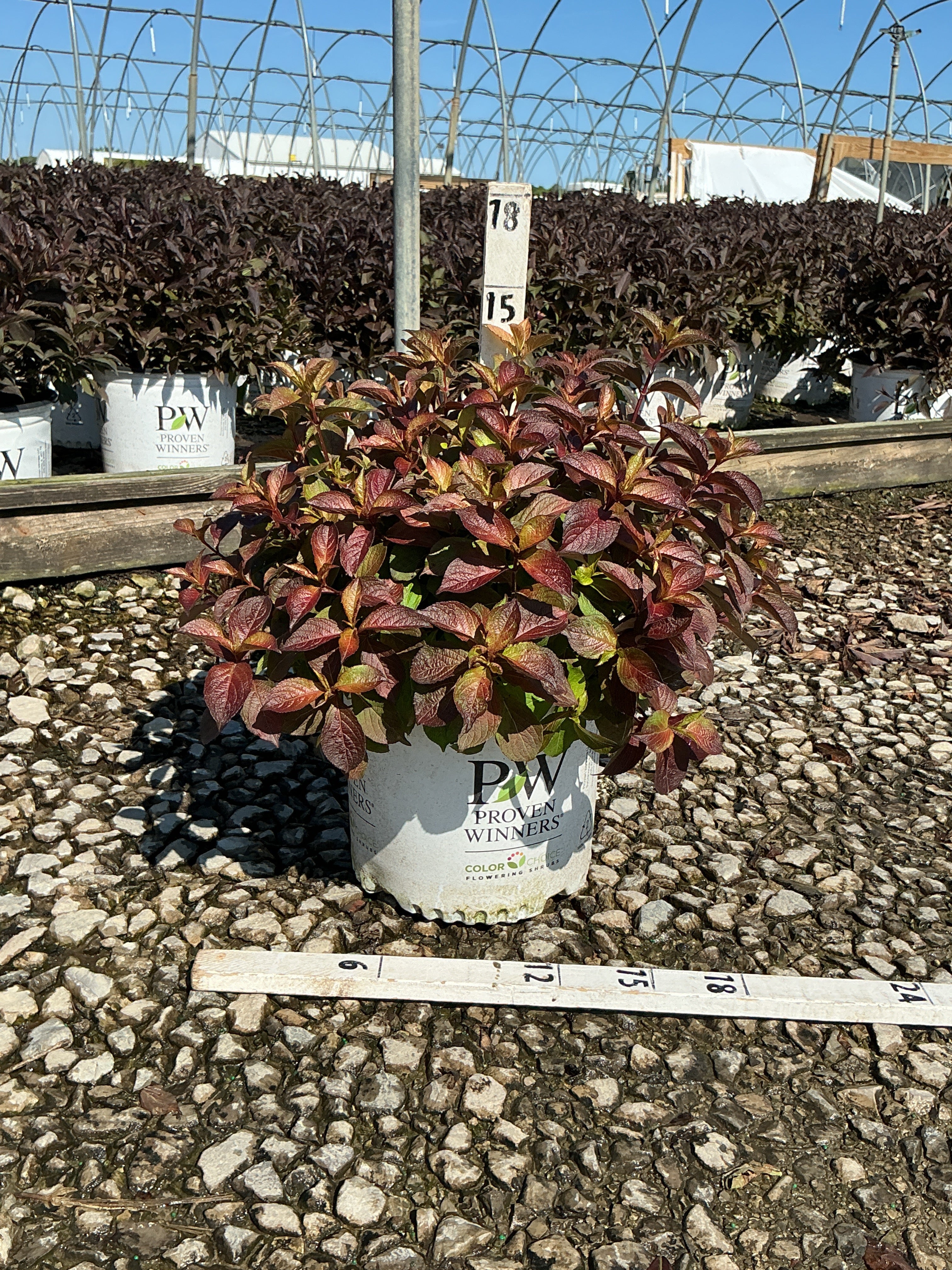 Weigela midnight 'Sun'