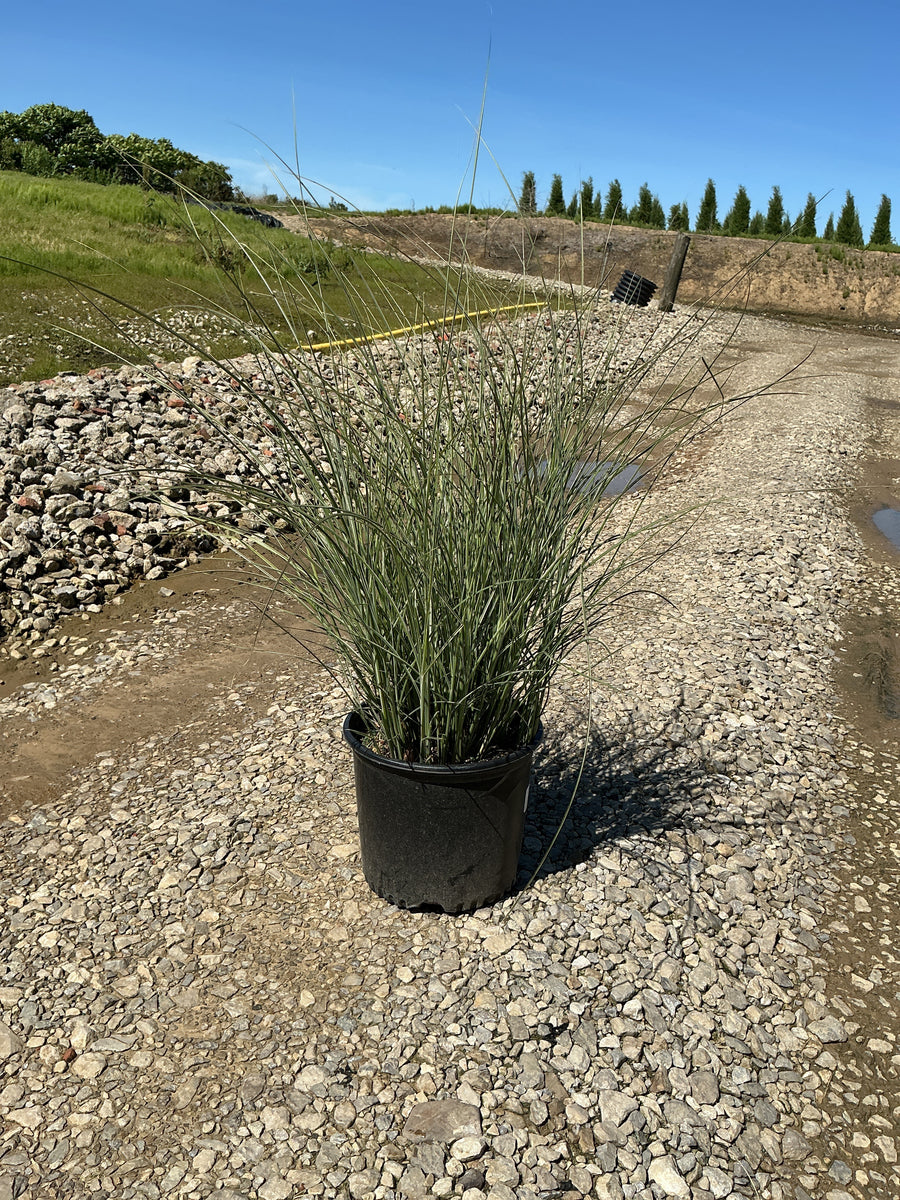 Miscanthus sinensis 'Morning Light' — G3