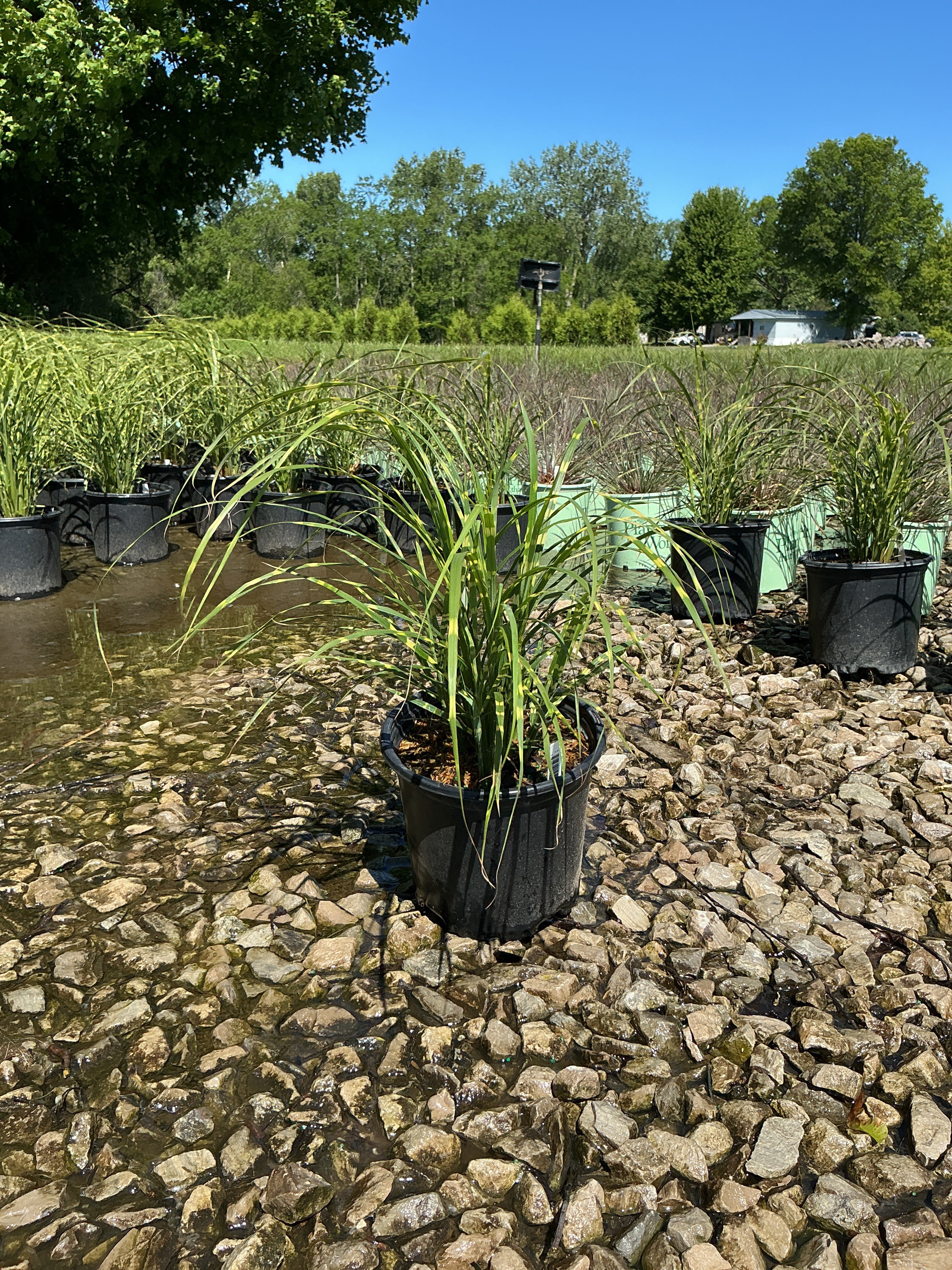 Miscanthus sinensis 'Zebrinus'