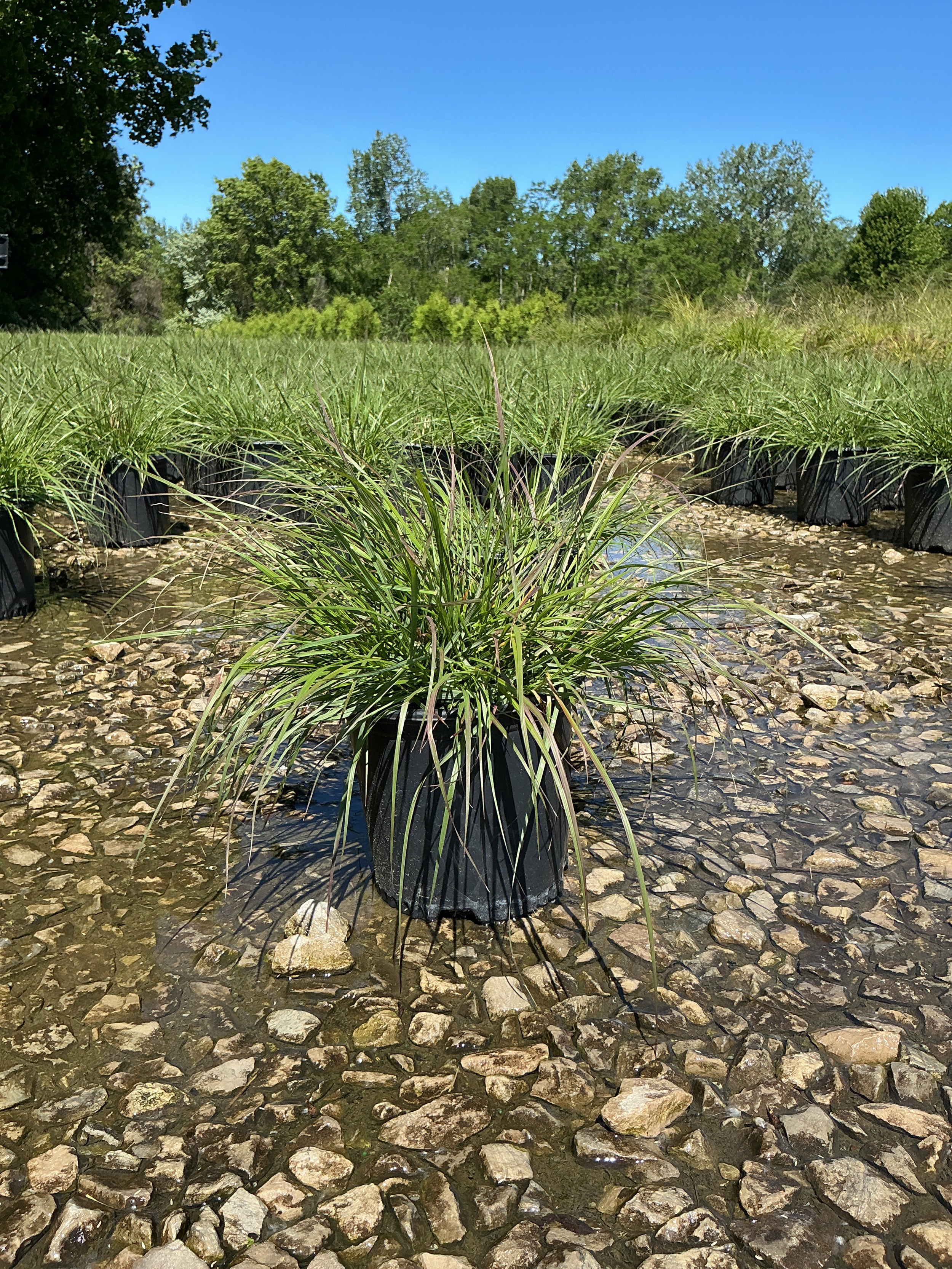 Pennisetum alopecuroides 'Hameln'