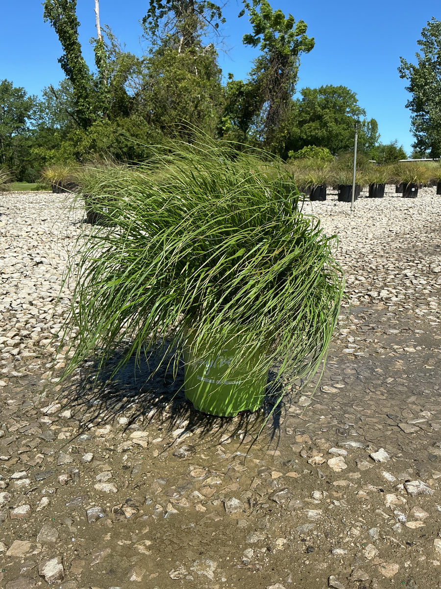 Pennisetum 'Pe. Al. Praline' — G2 WF
