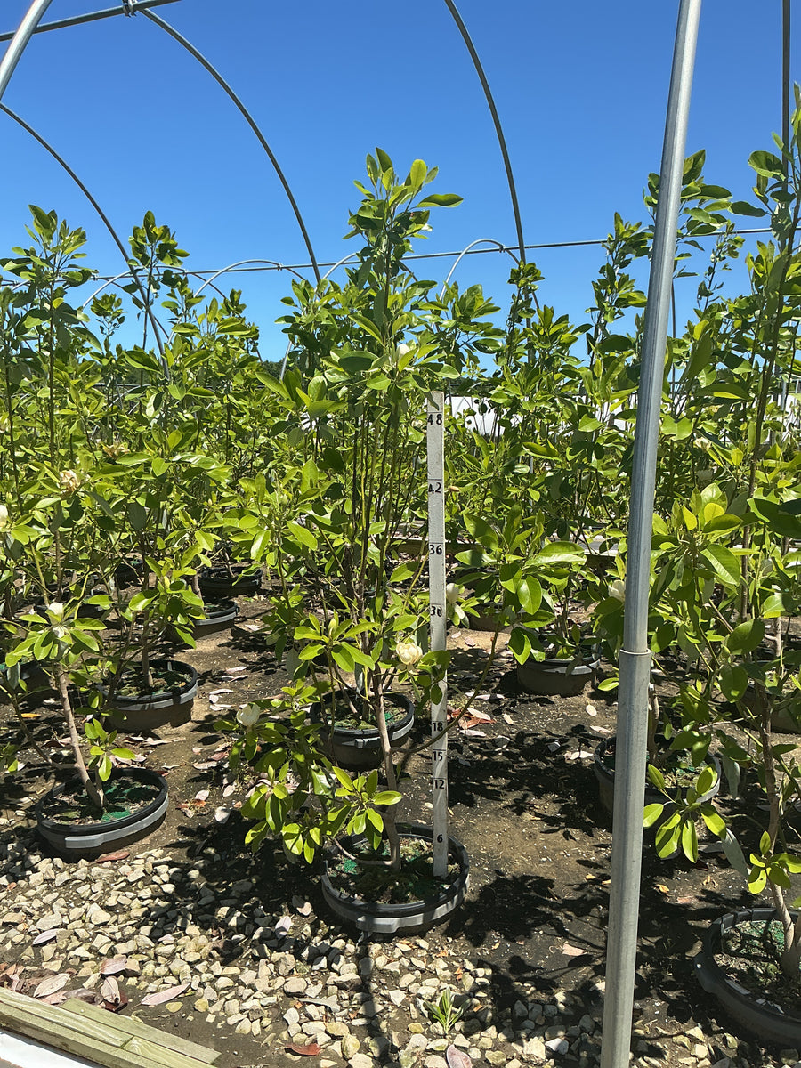 Magnolia virginiana 'Jim Wilson' — G7 48