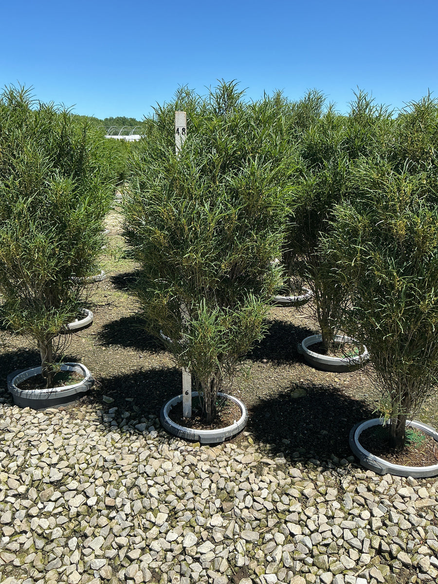 Rhamnus frangula 'Ron Williams' — G5 42-48