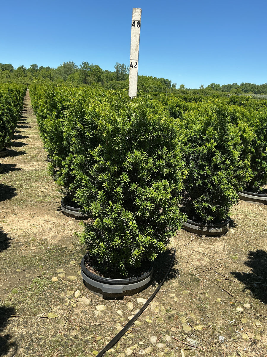 Taxus x media 'Hicksii' — G7 24