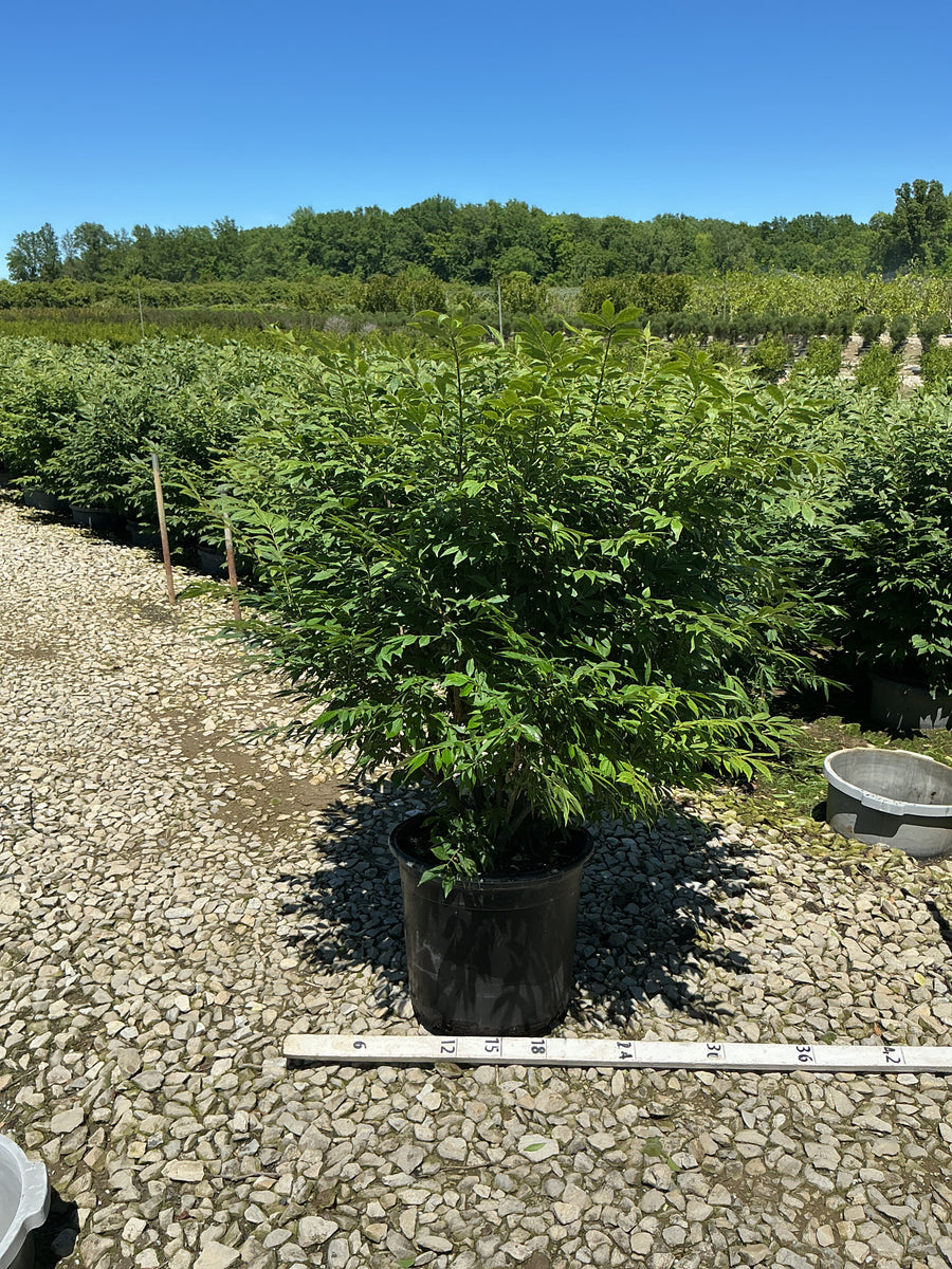 Euonymus alatus 'Compactus' — G7 24