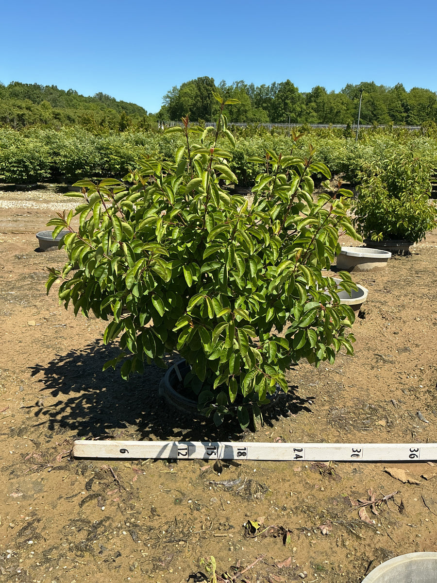 Viburnum prunifolium 'Summer Magic' — G7 24