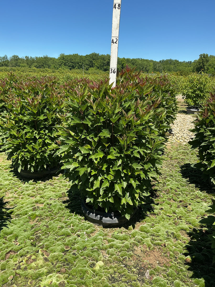 Viburnum trilobum 'Compactum' — G5 24