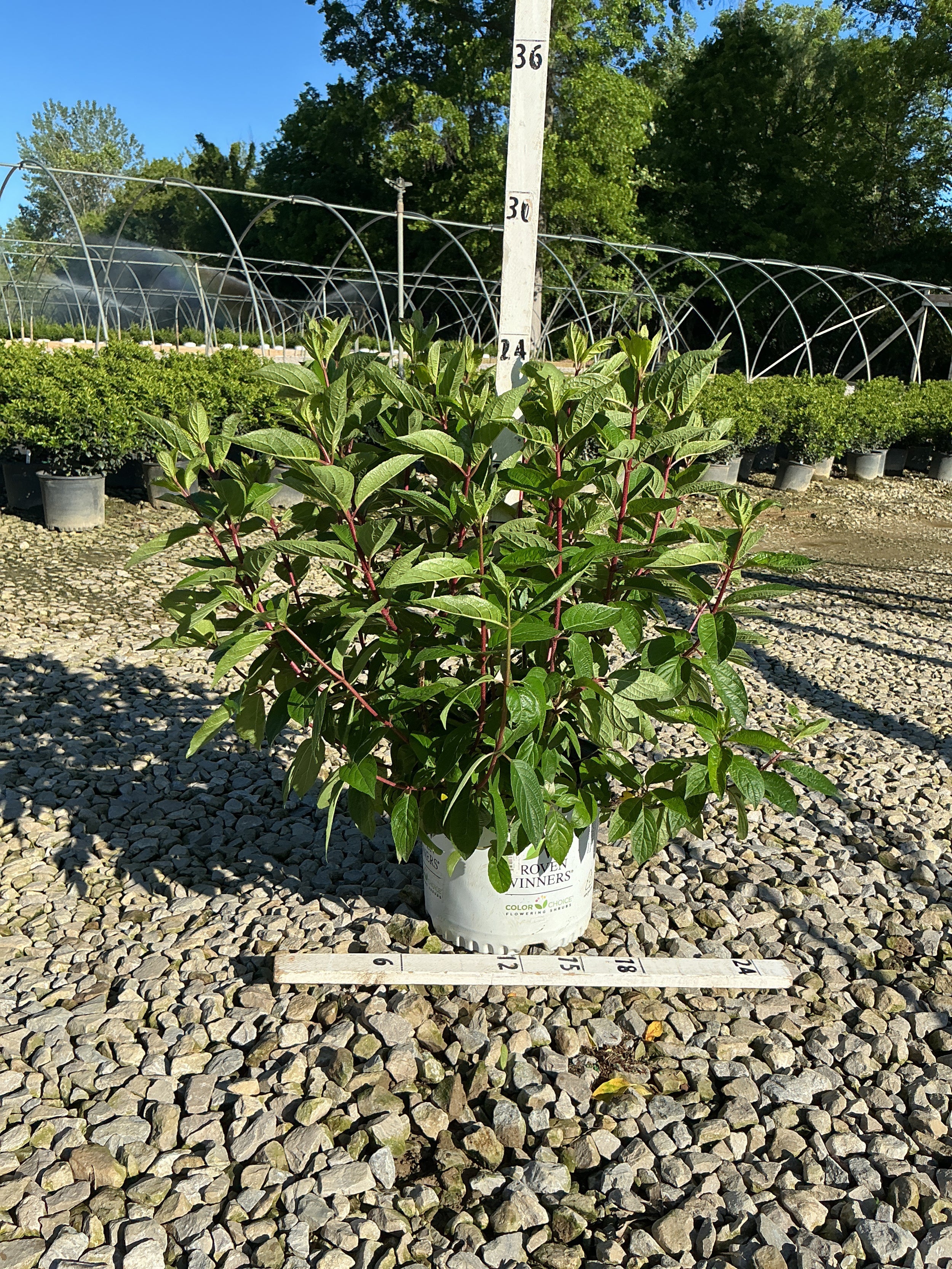 Hydrangea 'P Pinky Winky Prime'