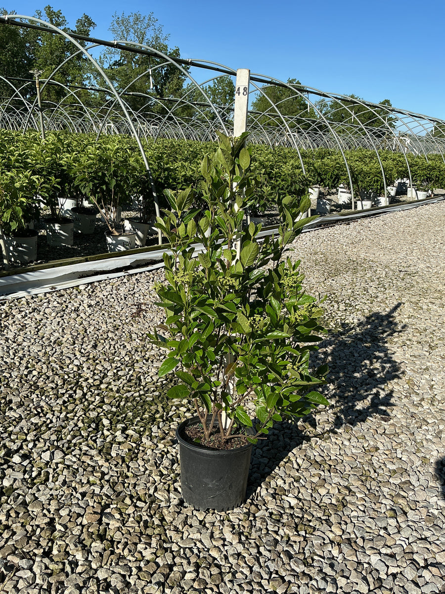Viburnum nudum 'Winterthur' — G3 18