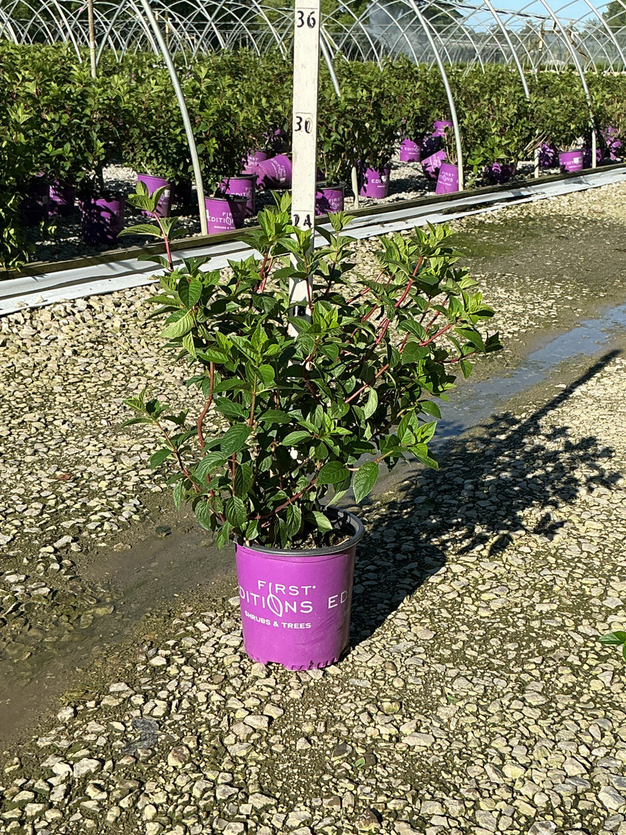 Hydrangea paniculata ‘Rensun’ — G2 FE