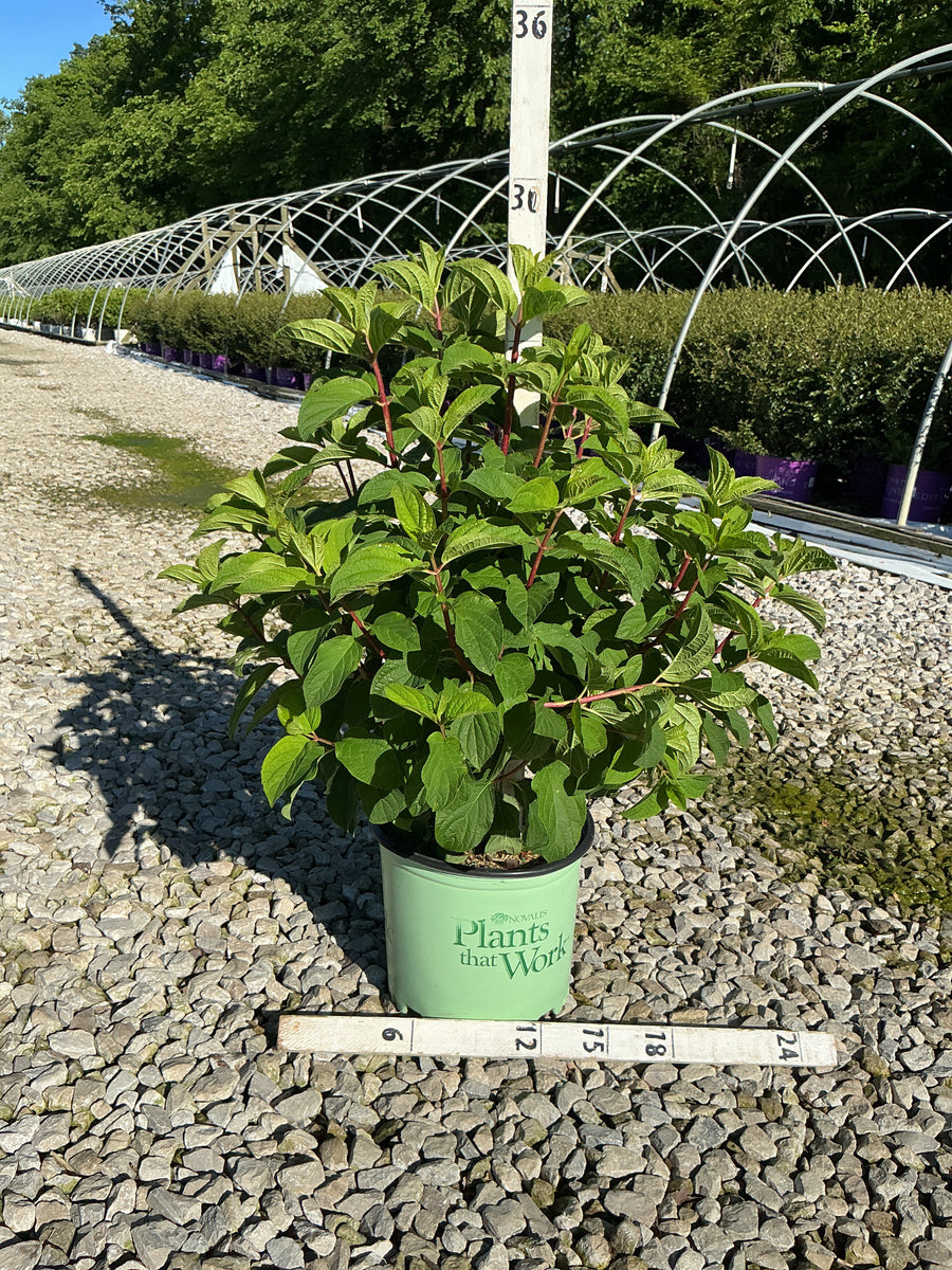 Hydrangea paniculata 'Bailpantwo' — G3 PTW