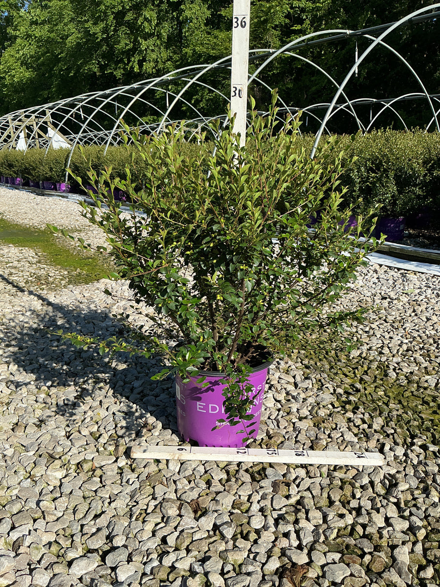 Cotoneaster 'Autumn Inferno' — G3 18