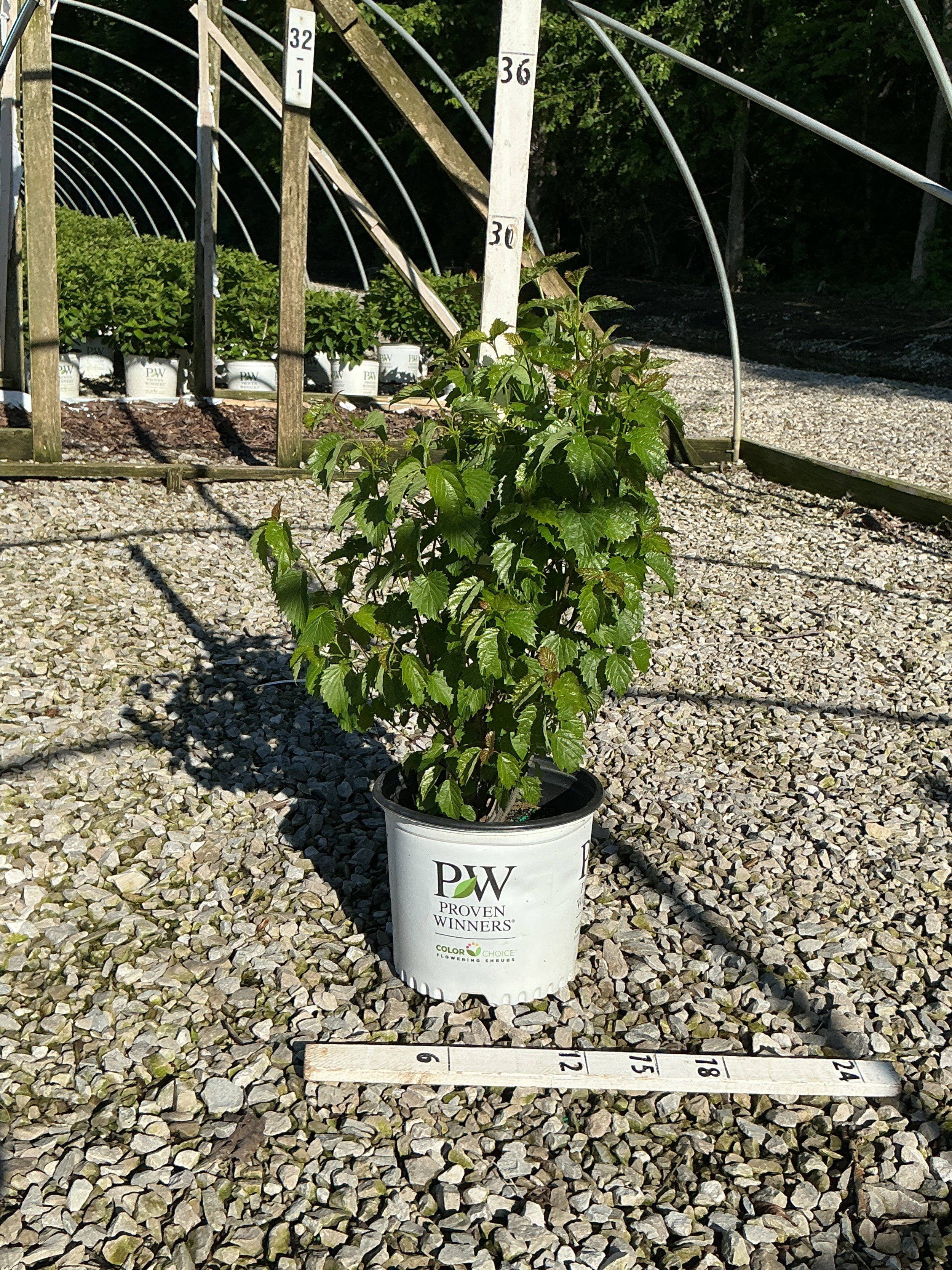 Viburnum dentatum 'Christom'