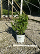 Viburnum dentatum 'Christom'