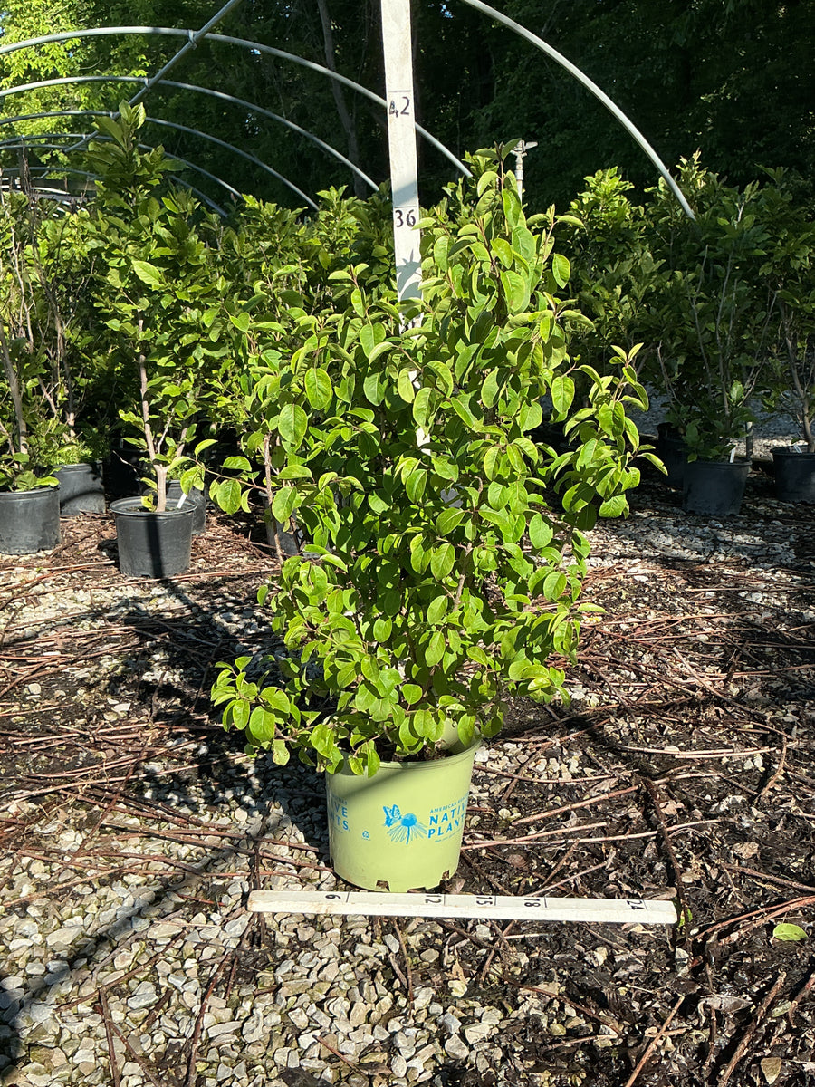 Viburnum prunifolium — G3 15