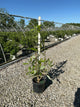 Magnolia virginiana 'Jim Wilson'