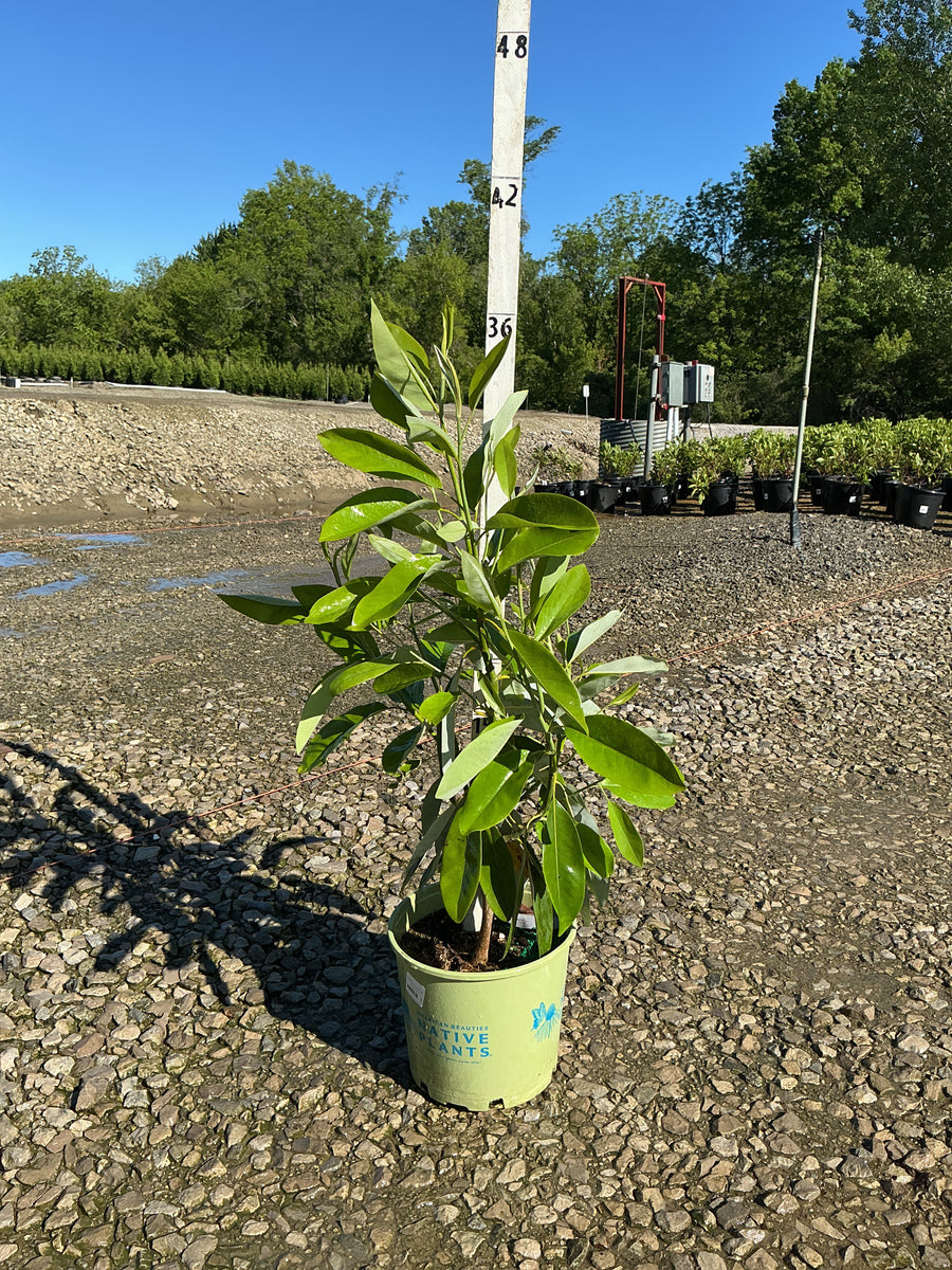Magnolia 'V Moonglow' — G3 36
