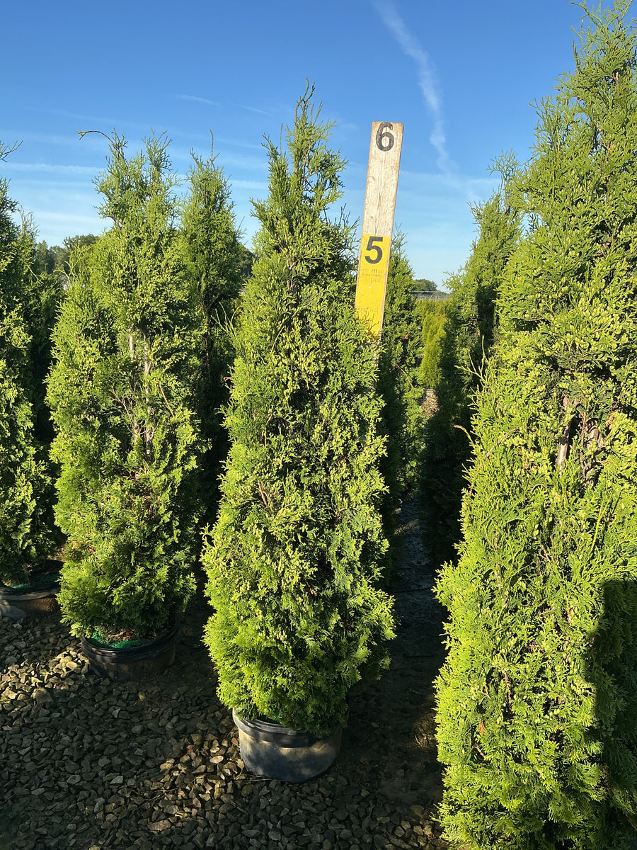 Thuja occidentalis 'Thin Man' — G7 60