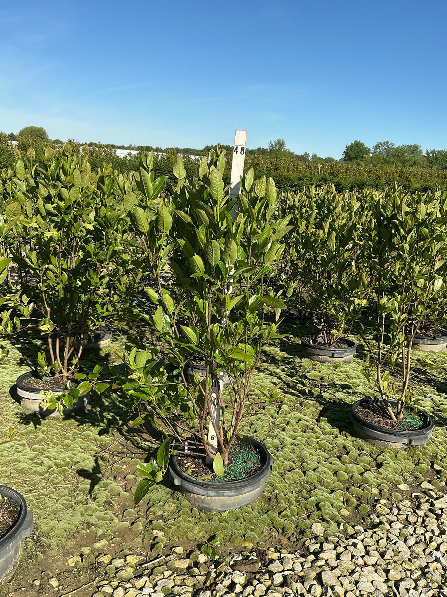 Viburnum nudum 'Winterthur' — G5/G7 30-36