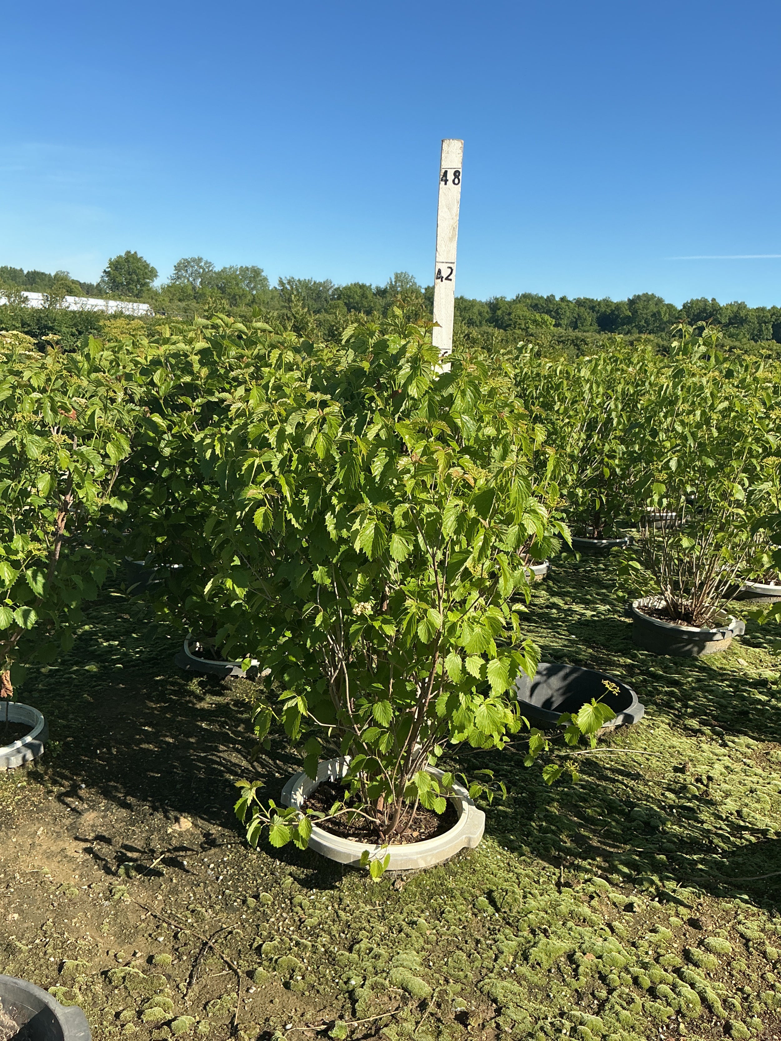 Viburnum dentatum 'Christom'