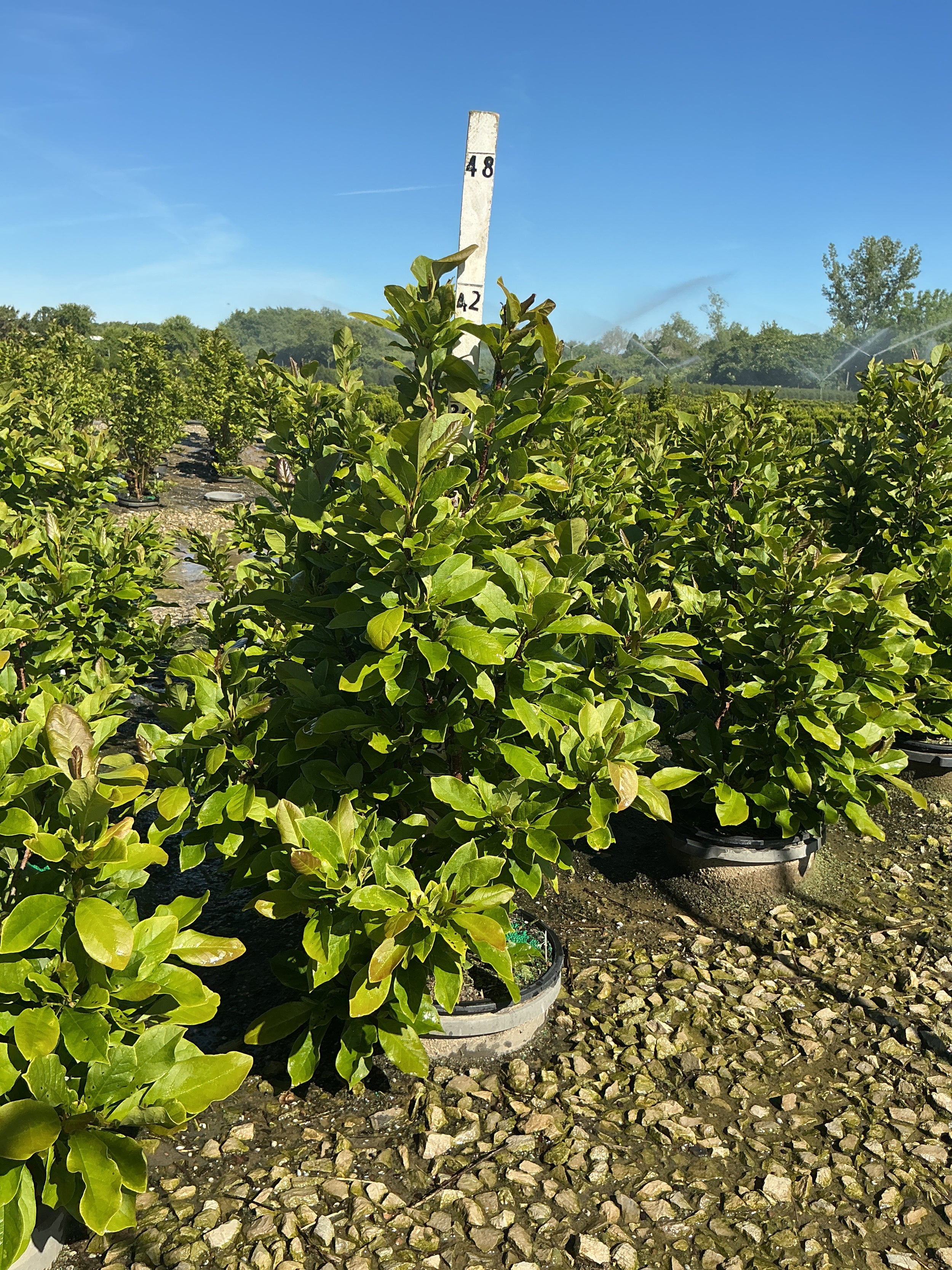 Magnolia x 'Jane'