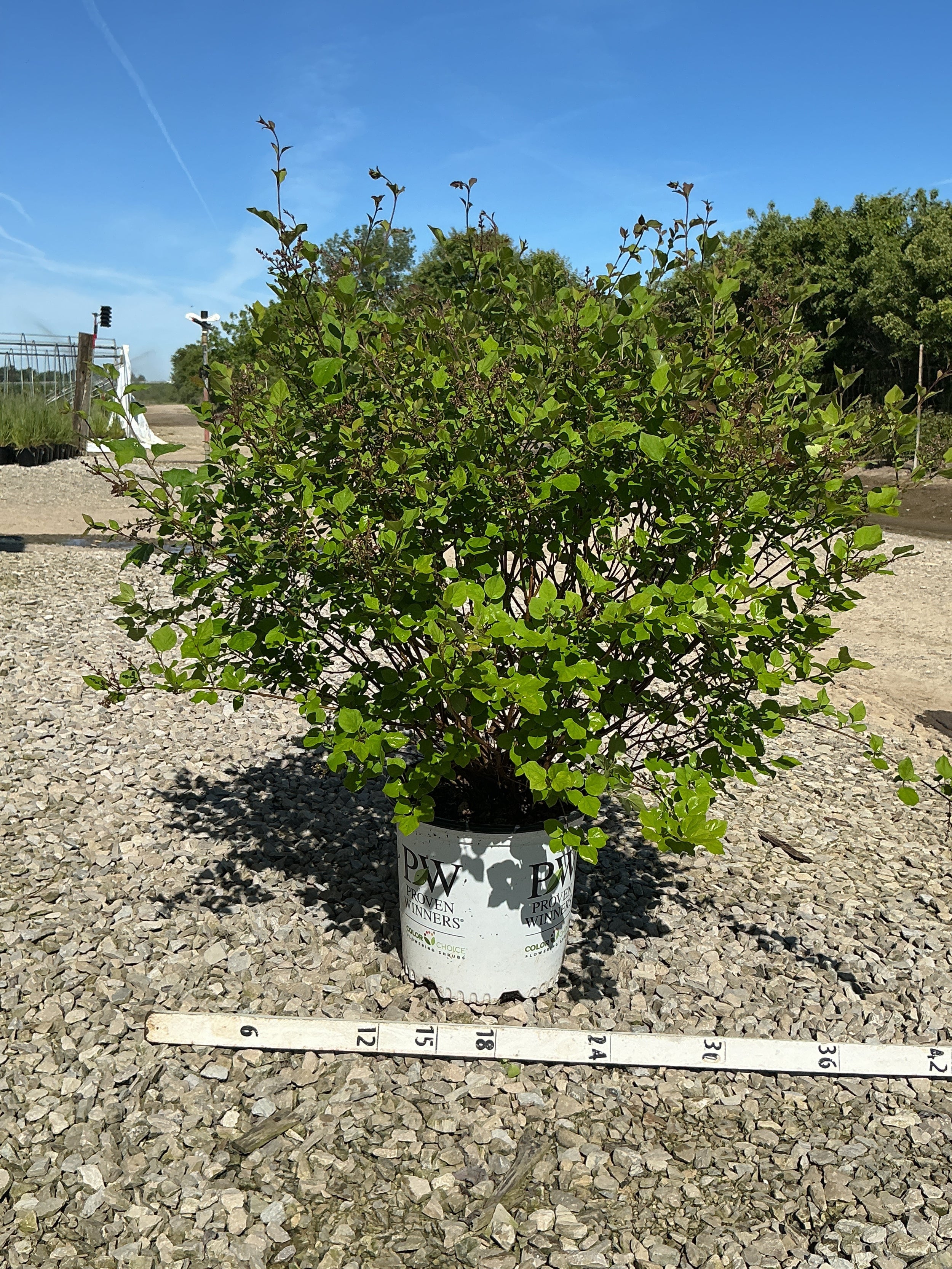 Syringa x 'Penda'