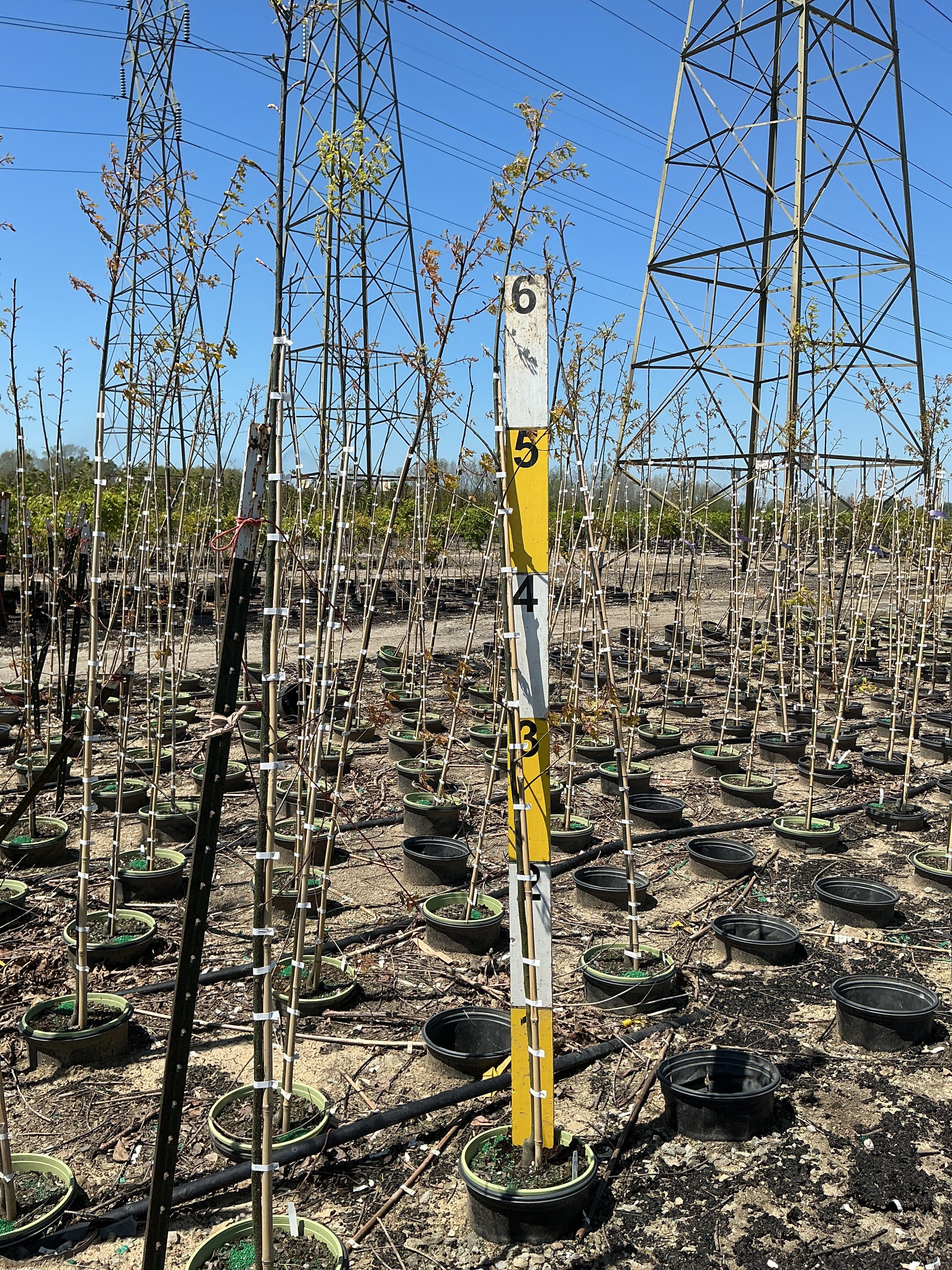 Quercus palustris